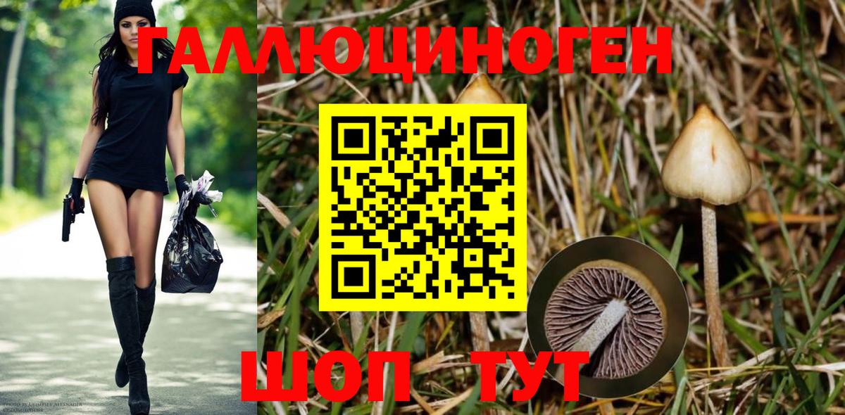 Галлюциногенные грибы Psilocybine cubensis Новочебоксарск